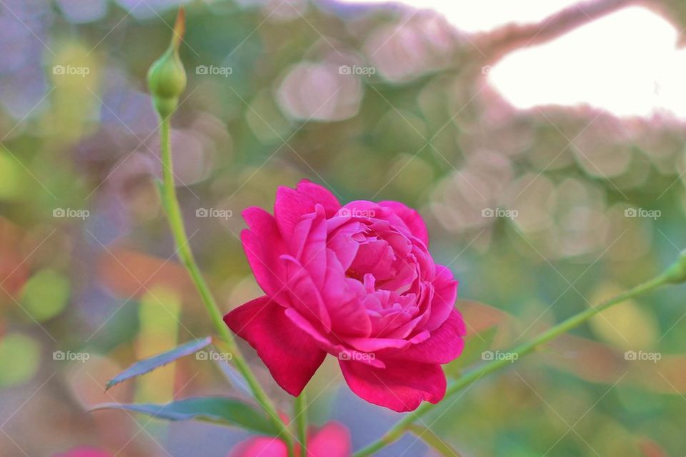 My Rose 