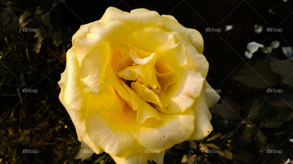 Yellow rose with beautiful natural background