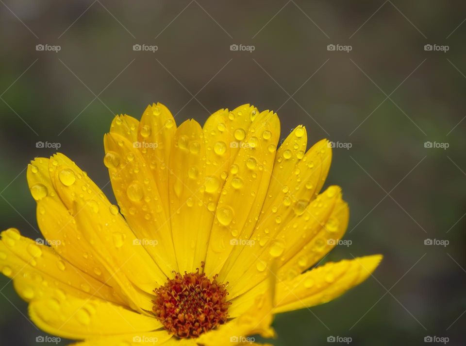 Yellow pot marigolds flower covered in raindrops