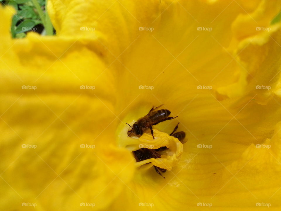 abeilles  bee