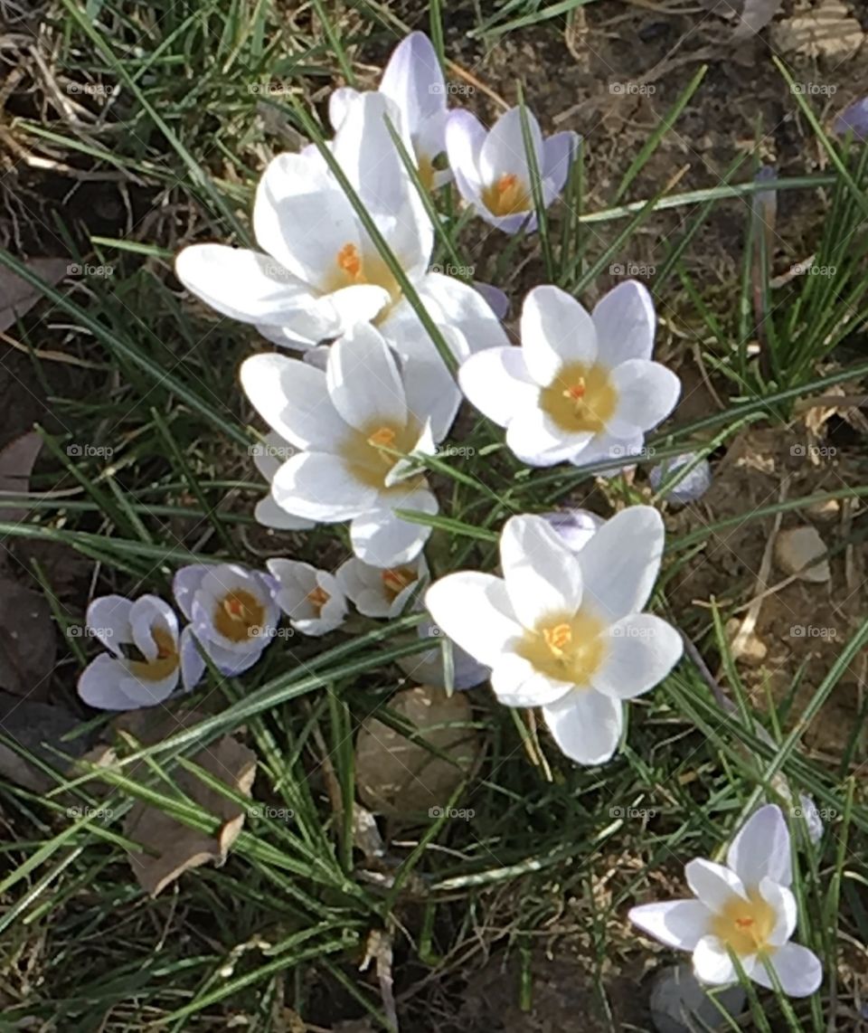 Crocus