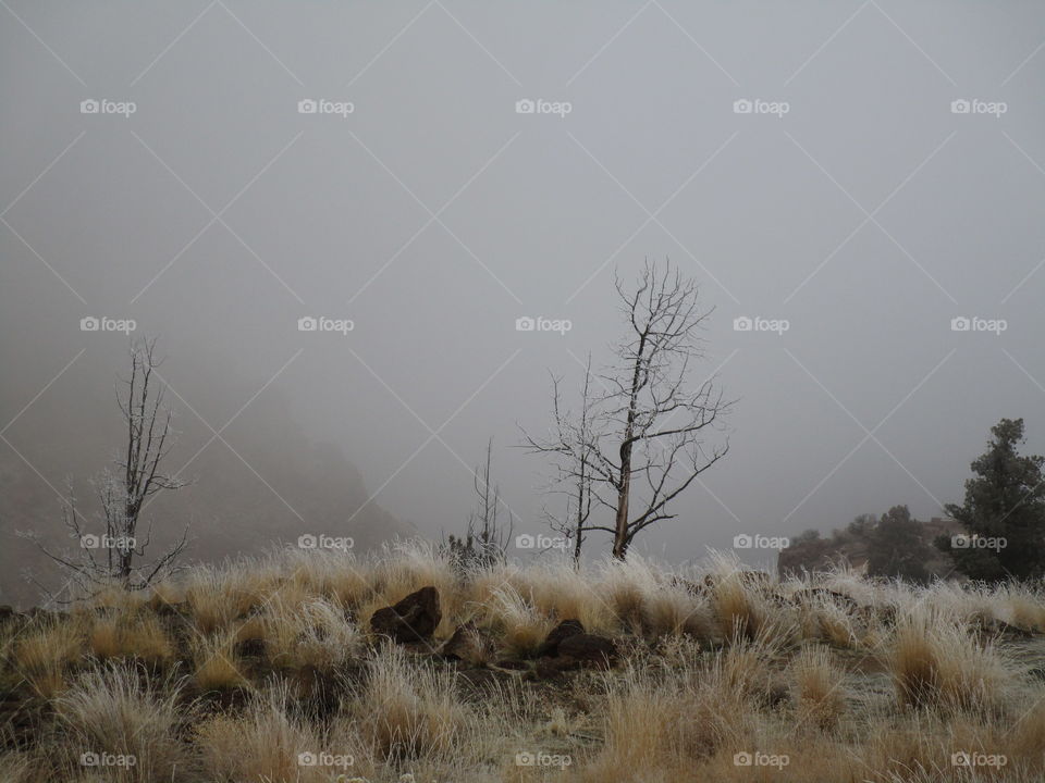 A fresh coat of frost on trees and wild grasses with Smith Rock slightly visible through morning fog on a Central Oregon morning. 