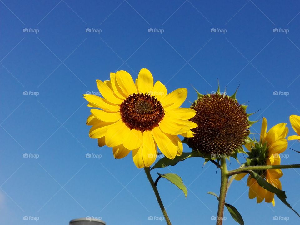 Sunflower. Nice blue sky,yellow sunflower