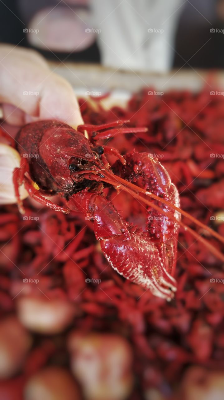 Crawfish