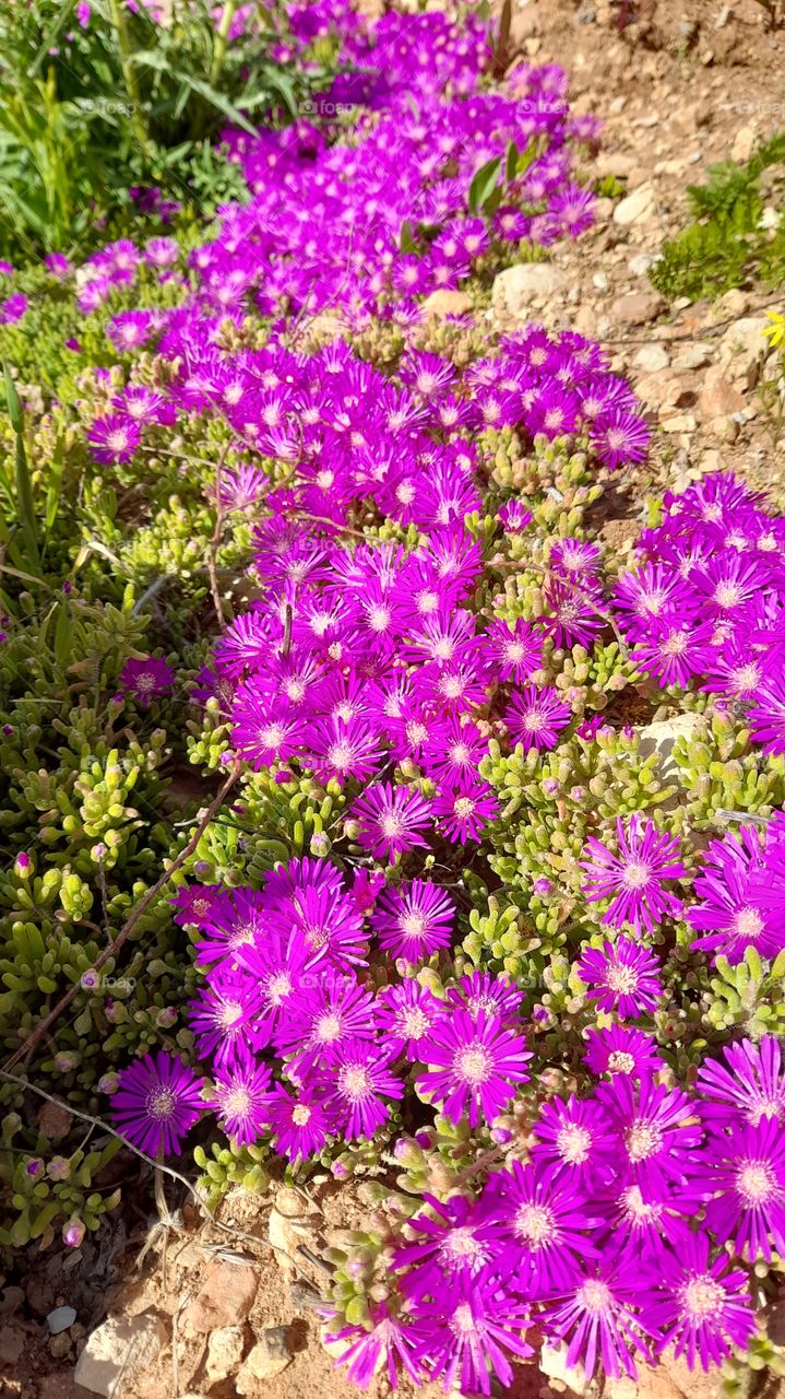 Nice flowers from Jordan 🇯🇴
