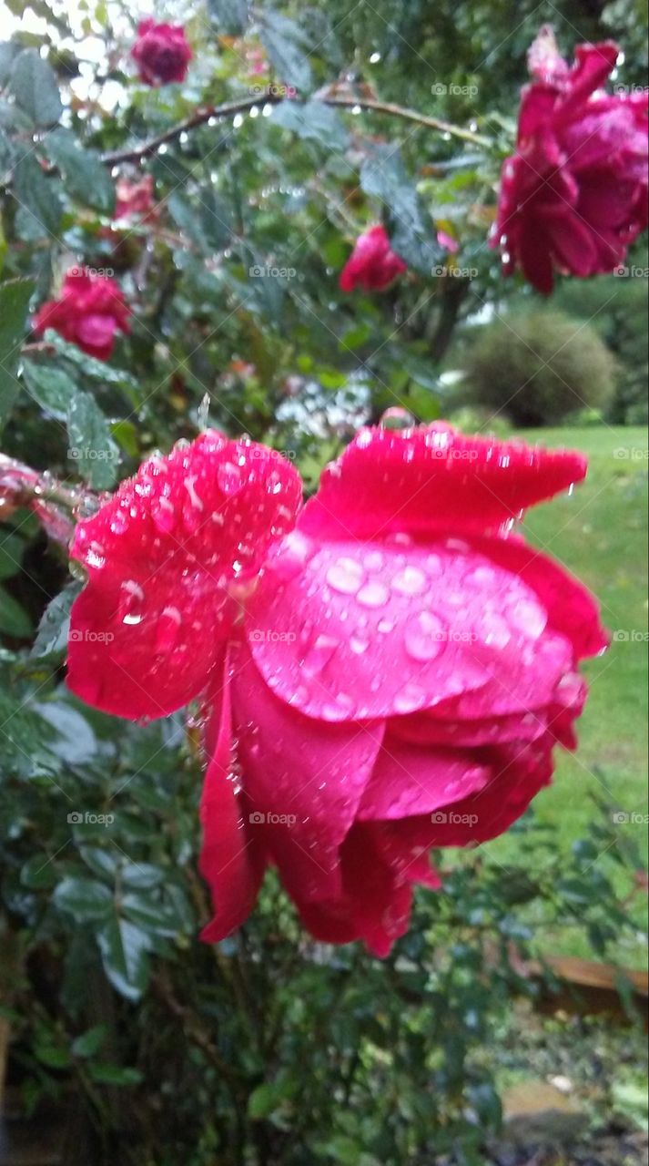 Another pose for a wet rose