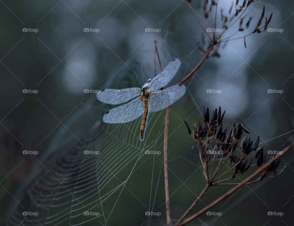 Spider web and dragonfly in the evening