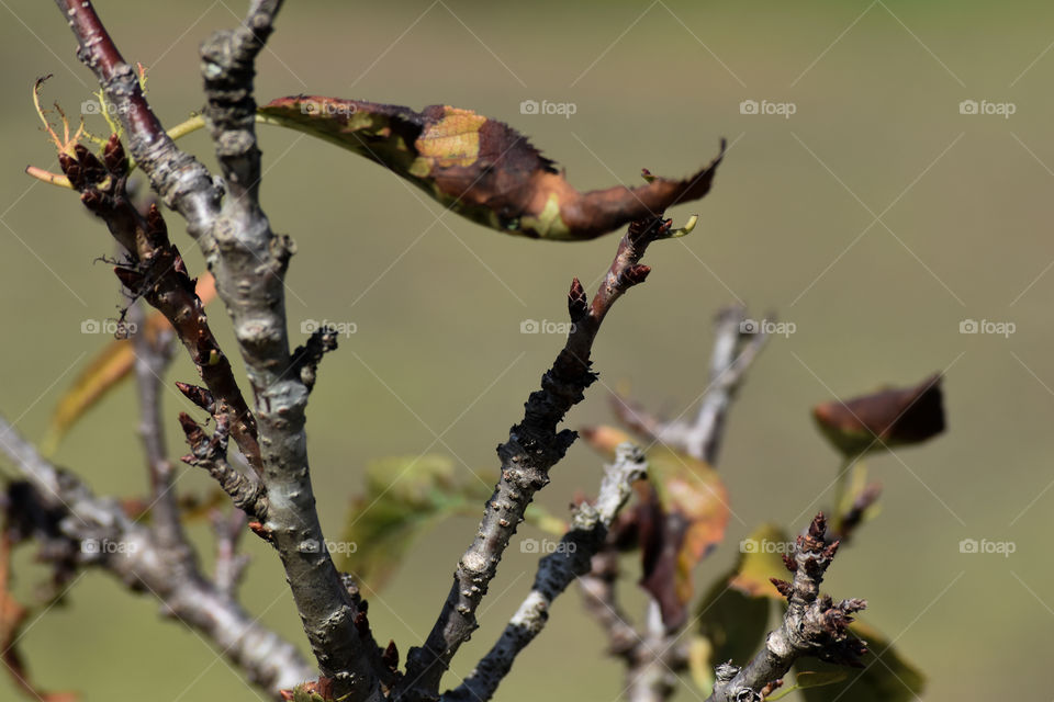 Folhas secando/Drying leaves.