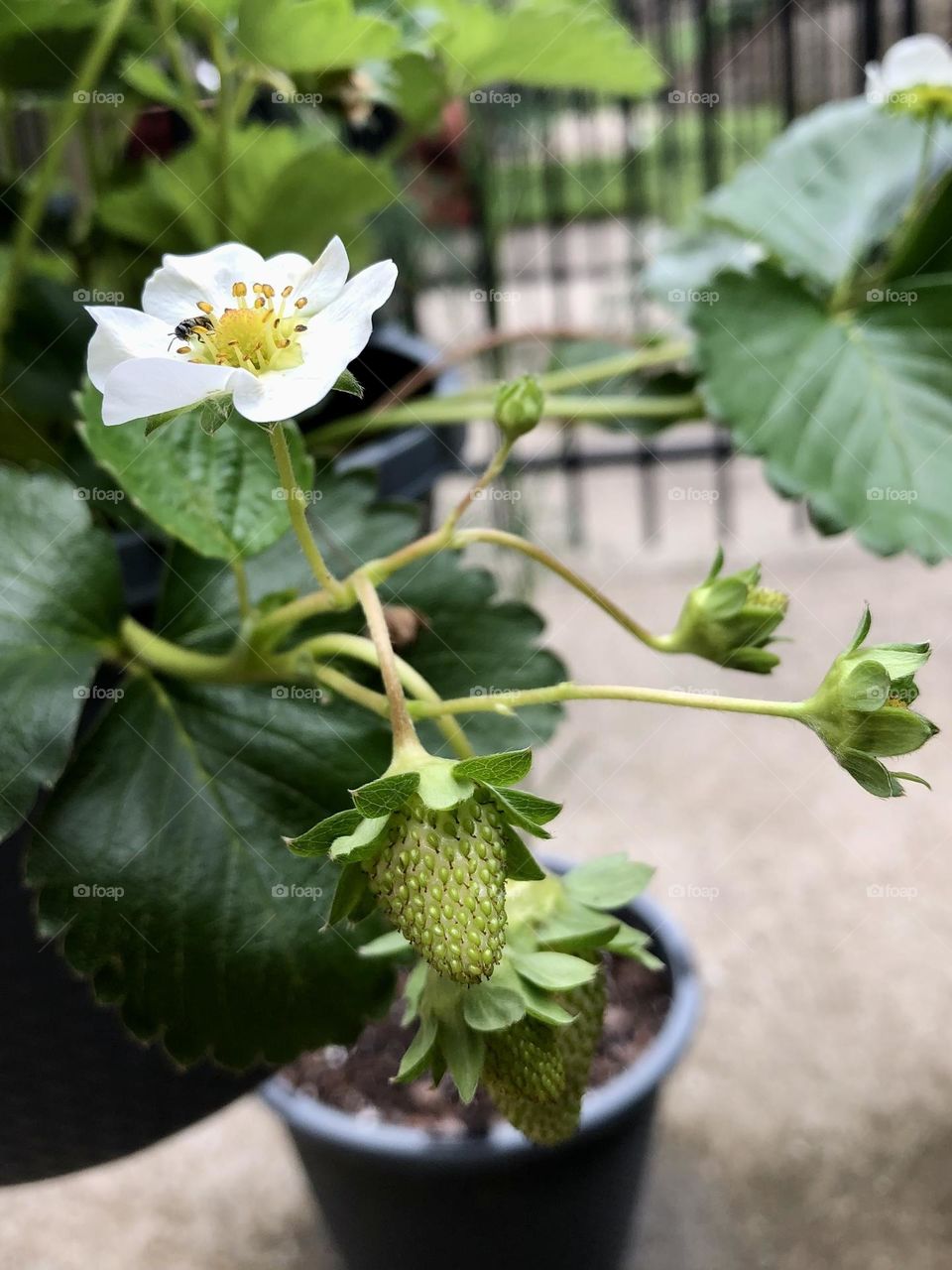 Strawberries growing in hanging basket backyard patio gardening 