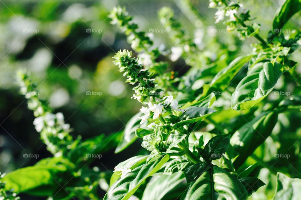 Basil plants with flowers