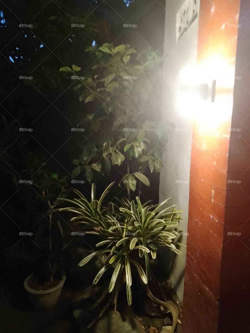 lighted plants