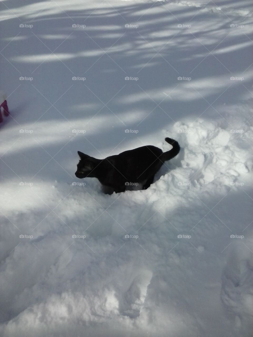 now what. black cat stuck I'm snow