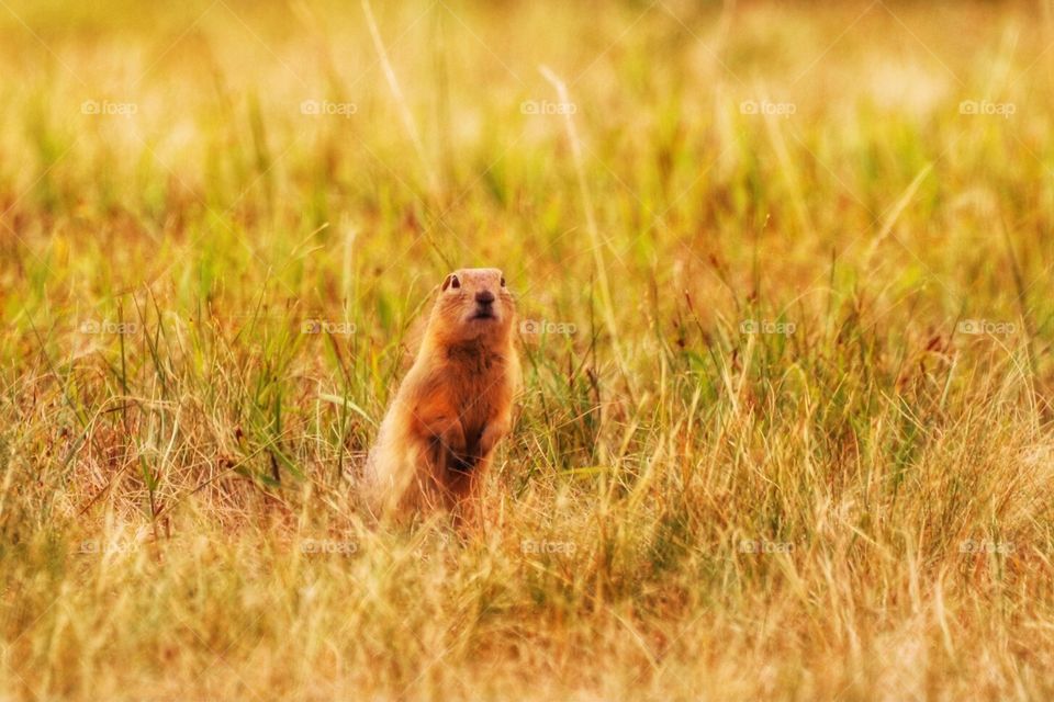 Prairie dog 