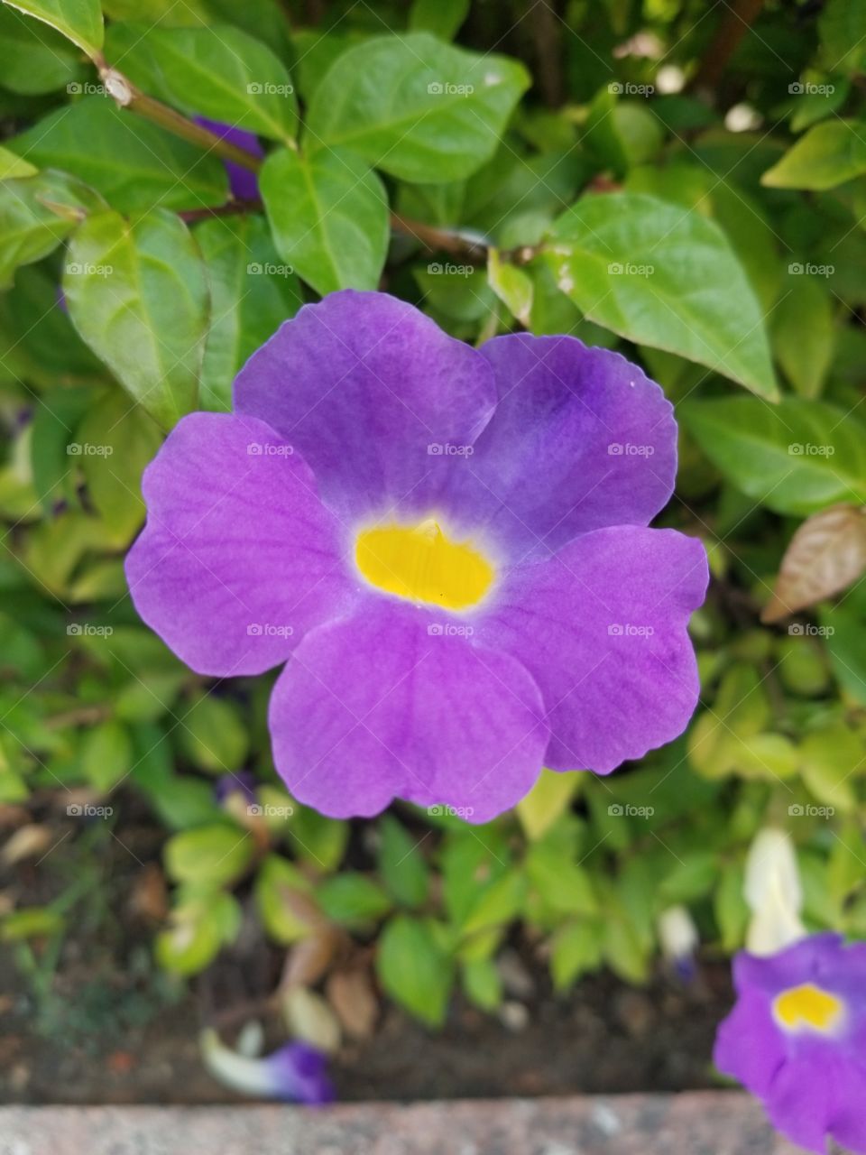 Flor lilás do Oásis