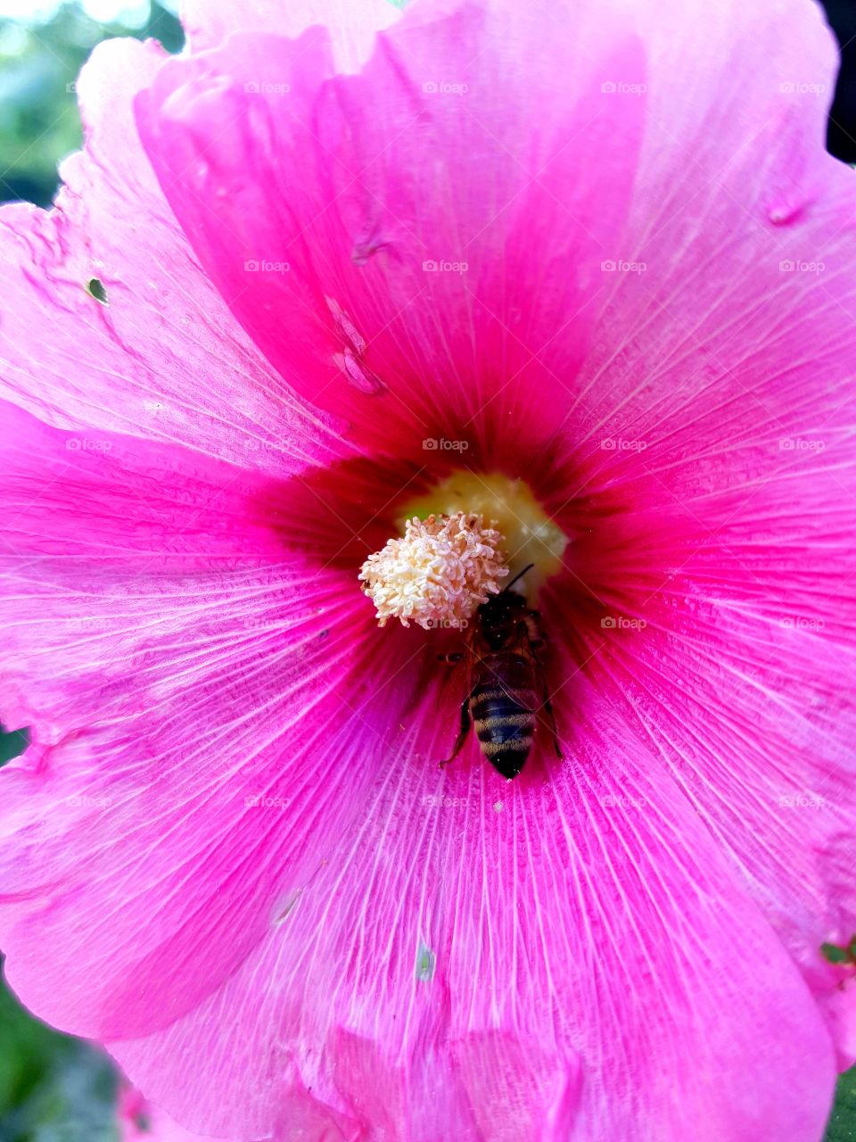 bee