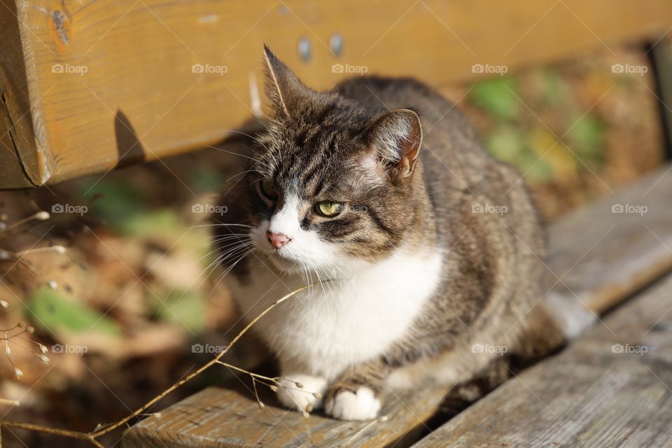 cat sitting on a bench in the park