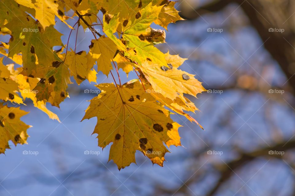 Maple leaves against a blue sky in autumn.