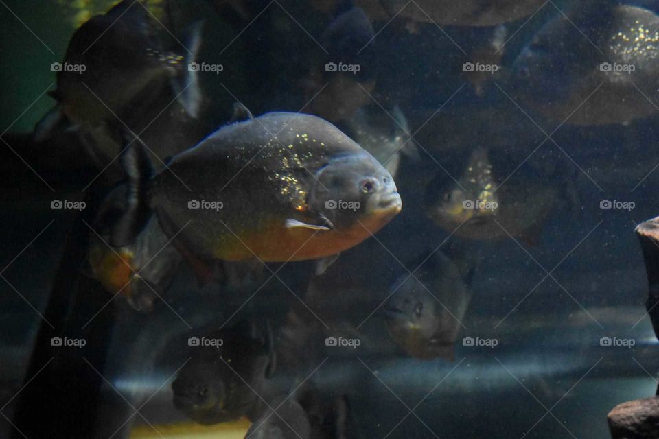 piranha's aquarium