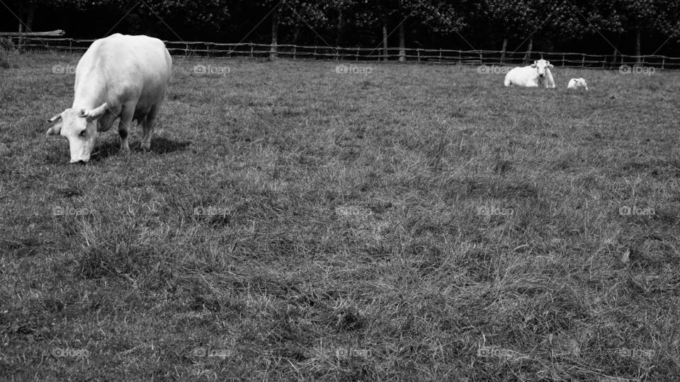 Cows on a field in Belgium during summer.