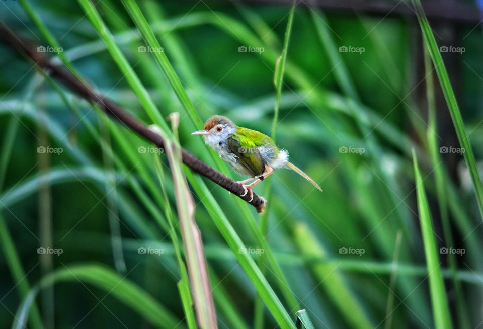 Beautiful tiny green bird
