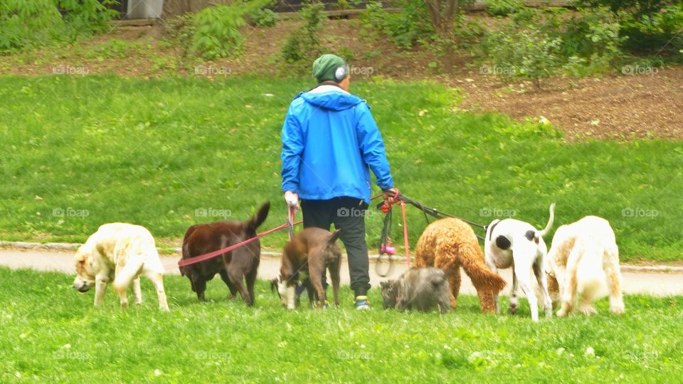 Dog walker in New York 