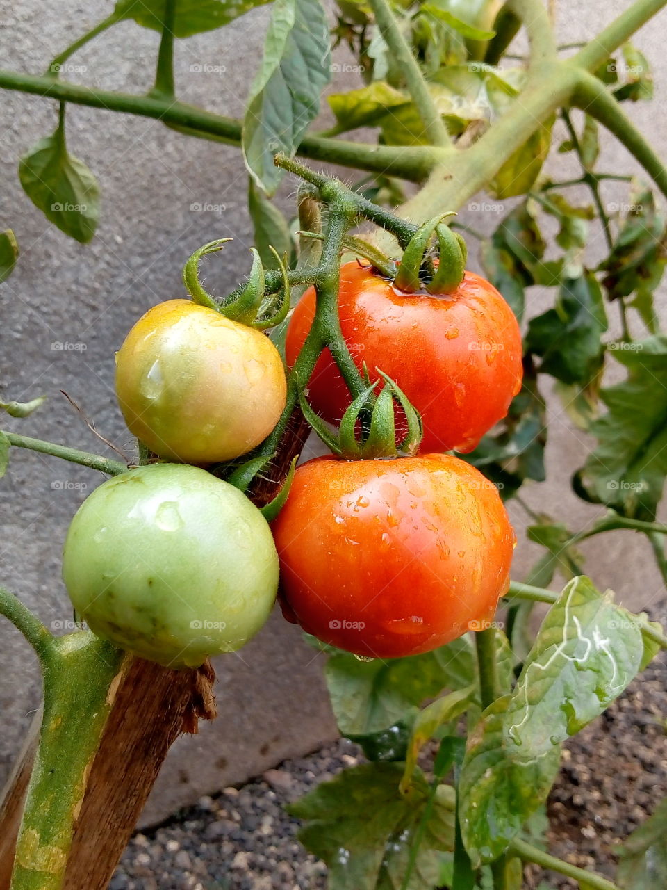 Tomato fruits formation on