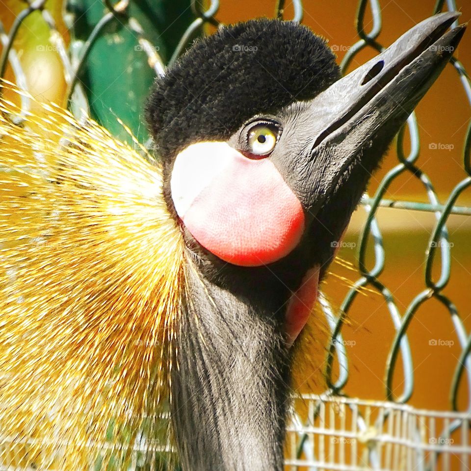 The beauty of the animal world