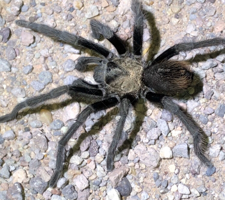 Tarantula