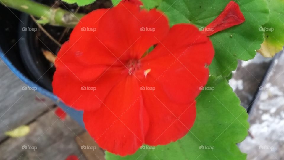 Geranium