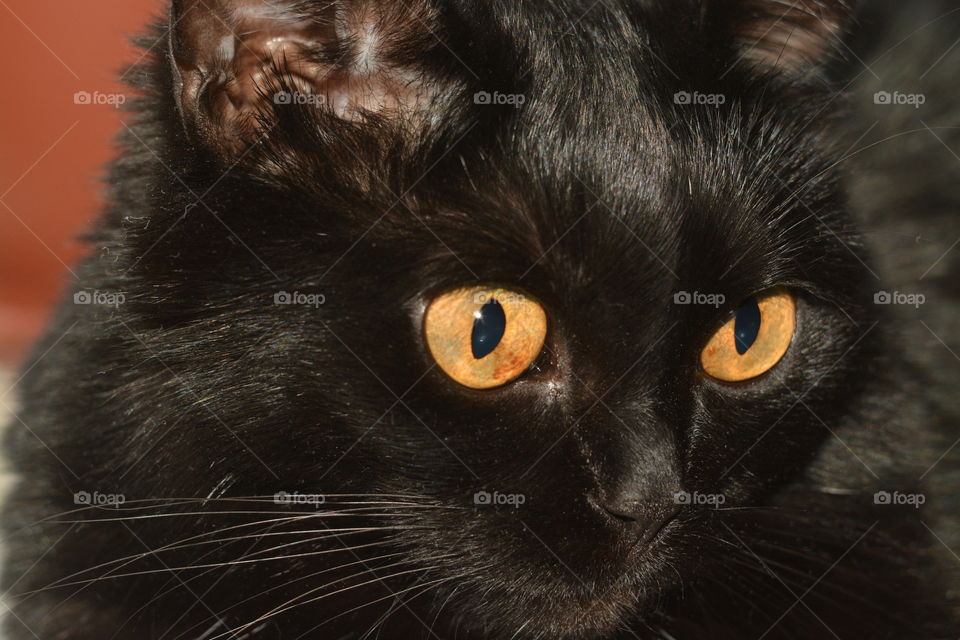 Black cat with big yellow eyes, close-up.