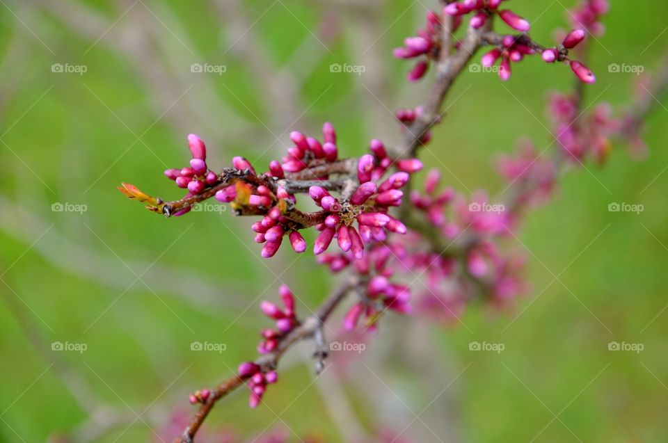 Nature, Flower, Flora, No Person, Leaf