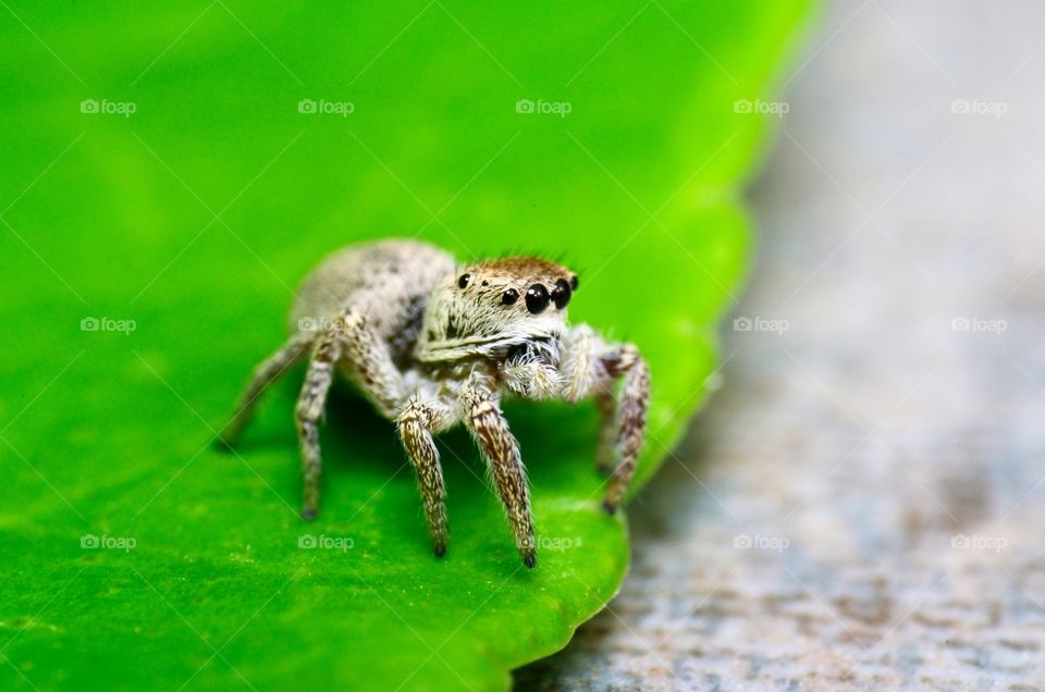 Macro shot of a jumping spider.