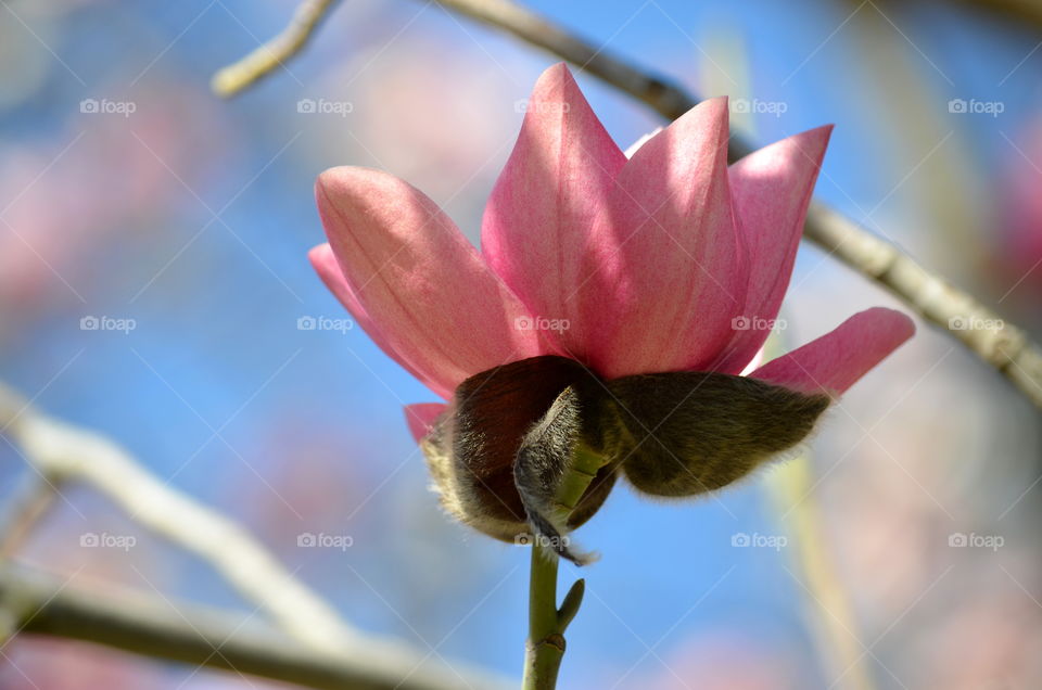 Magnolia