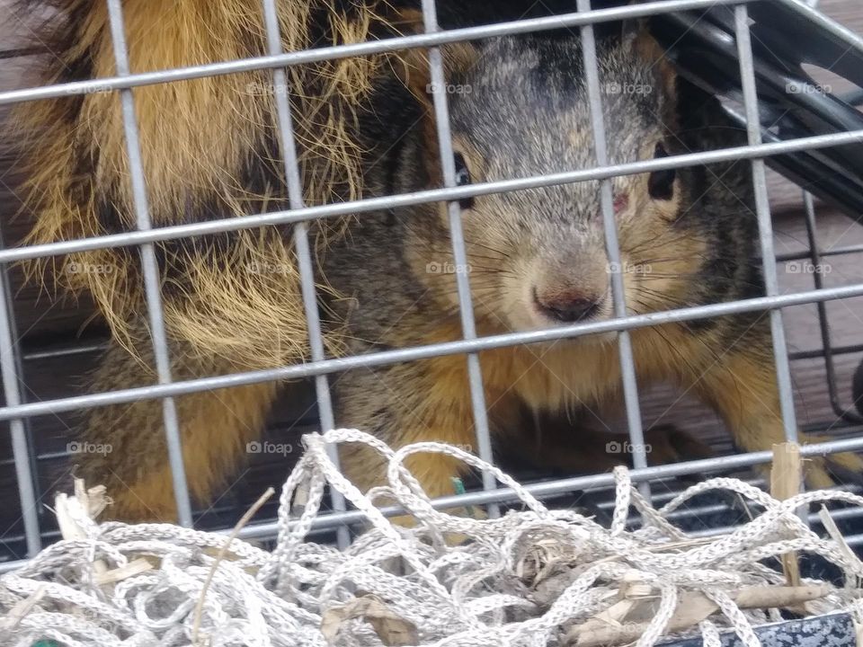 Squirrel in a Cage