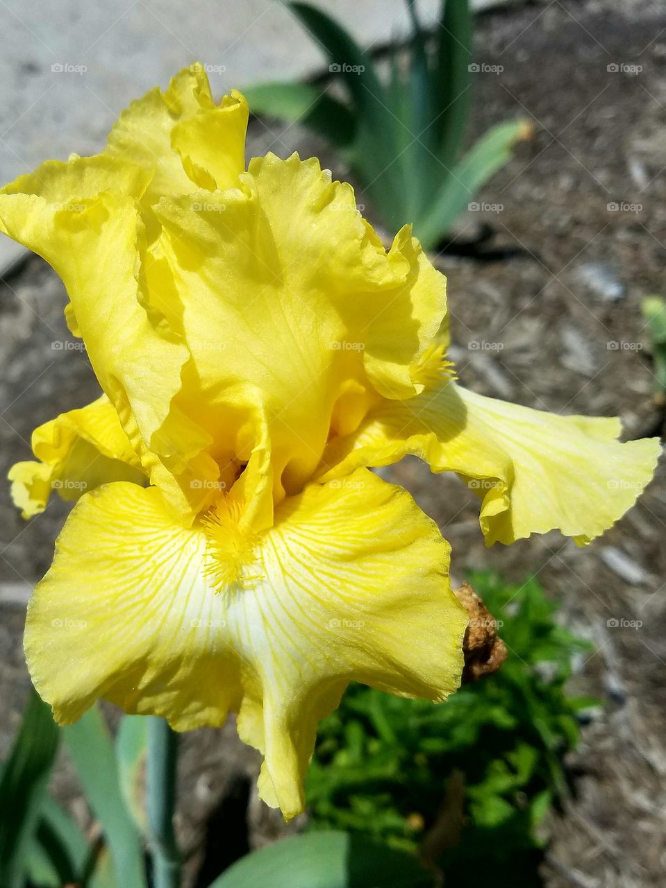 Vibrant yellow iris