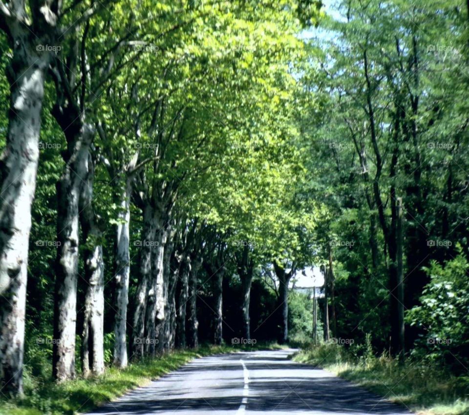 Green Road