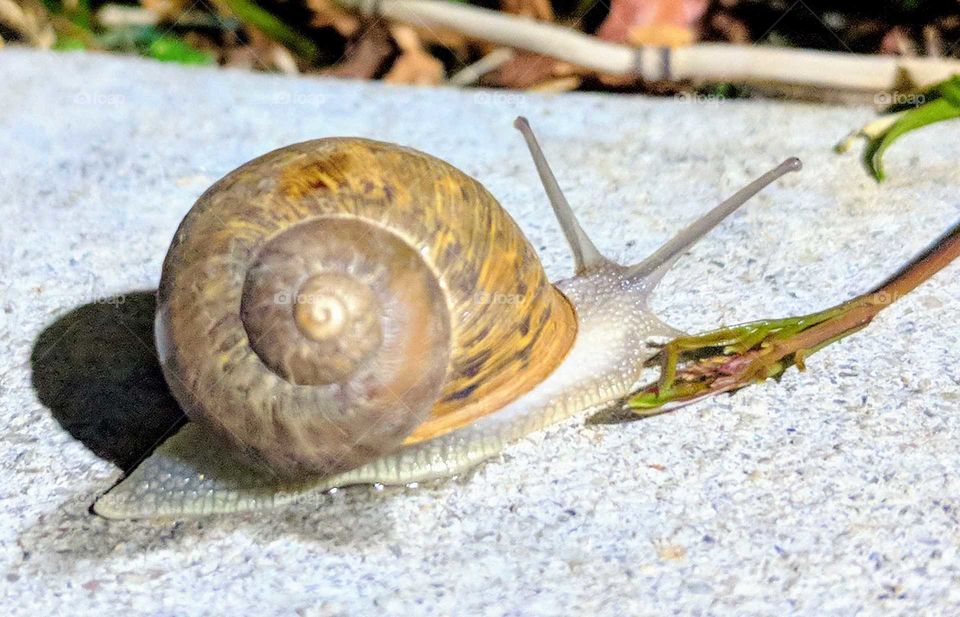 Look, Turbo made it to my house lol...