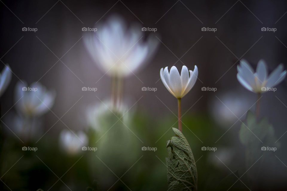 White flowers in a spring forest