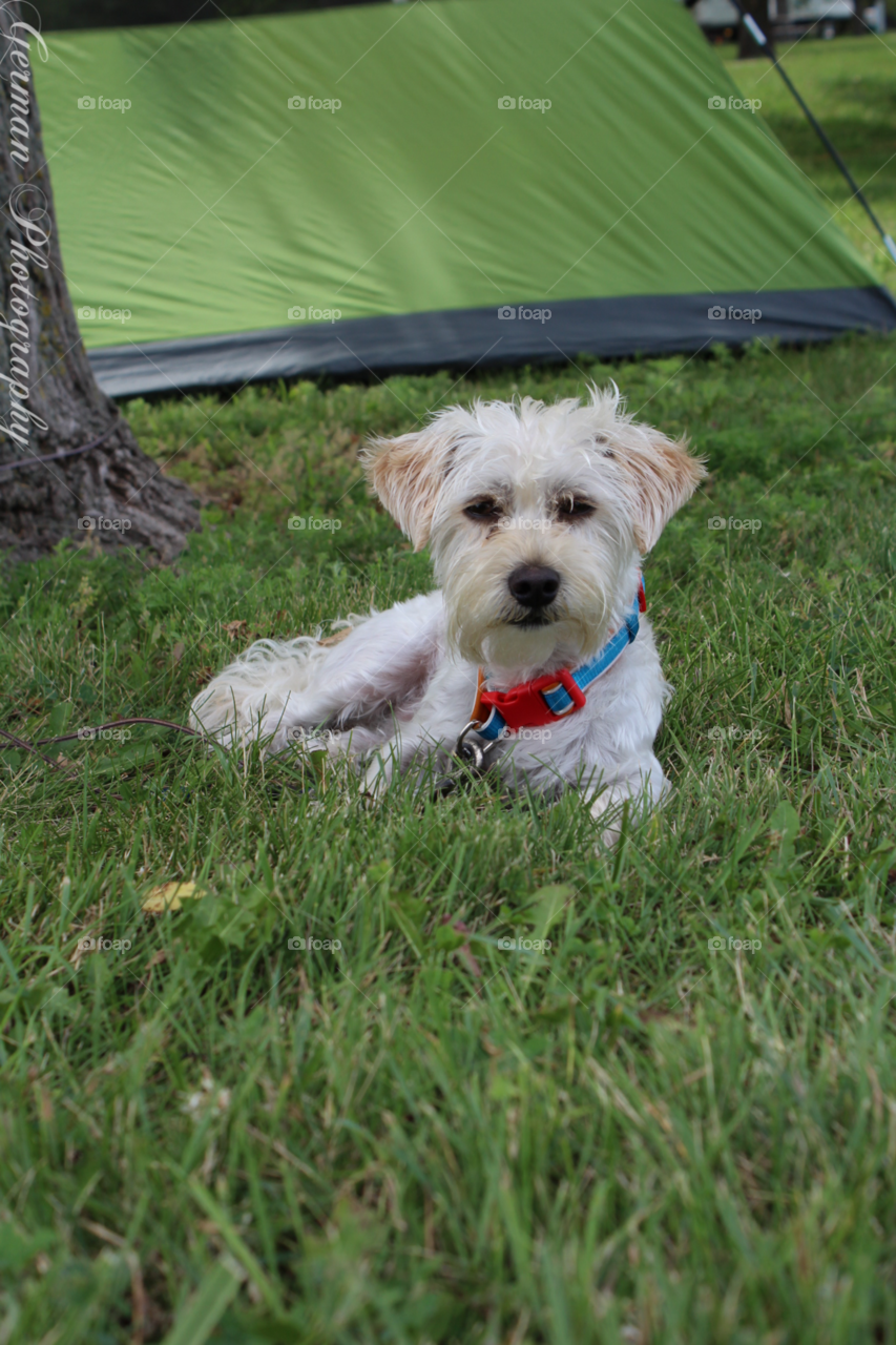 Camping buddy 