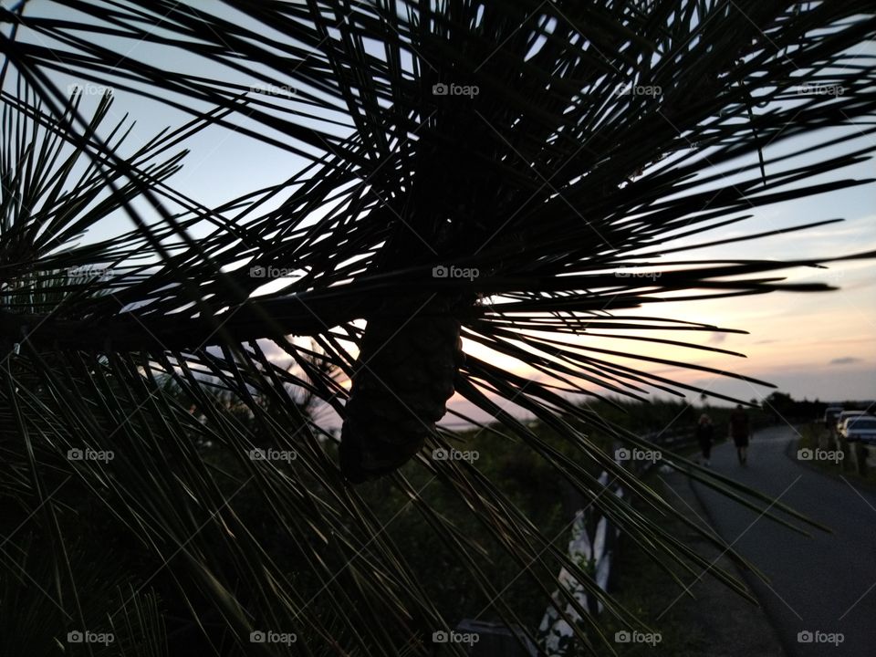 sunset in a pine cone