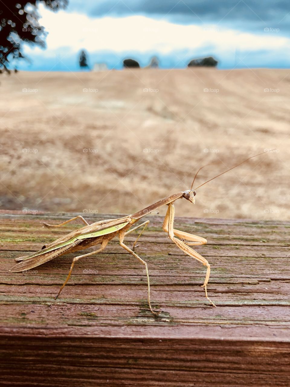 Praying mantis camouflage 