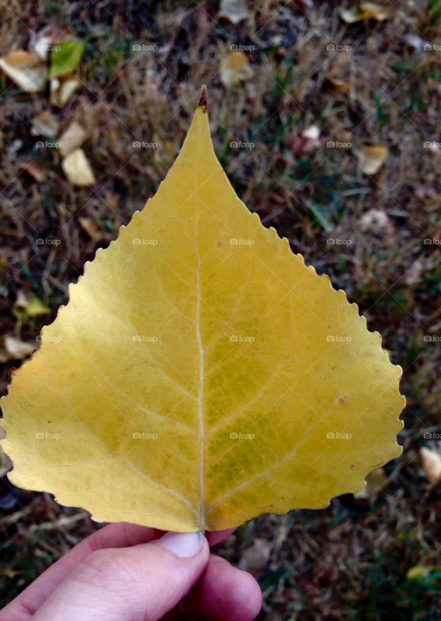 Fall leaf