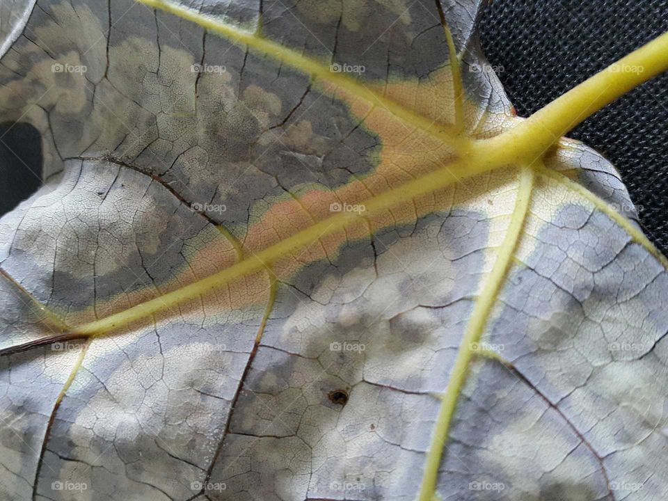 the intricate network of veins on this fallen autumn leaf is highlighted by the colour changes that brighten this season