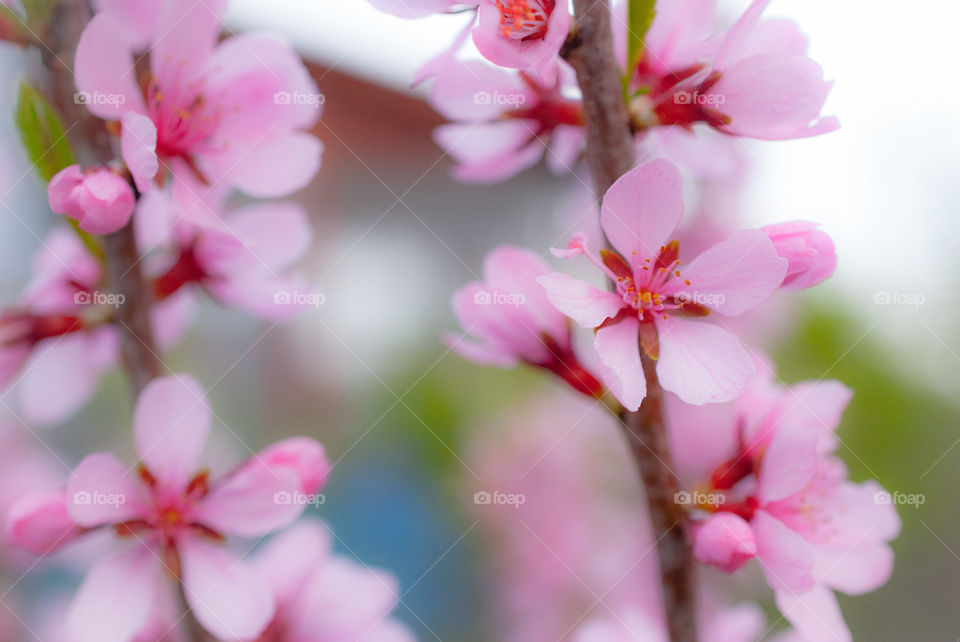 Spring flowering