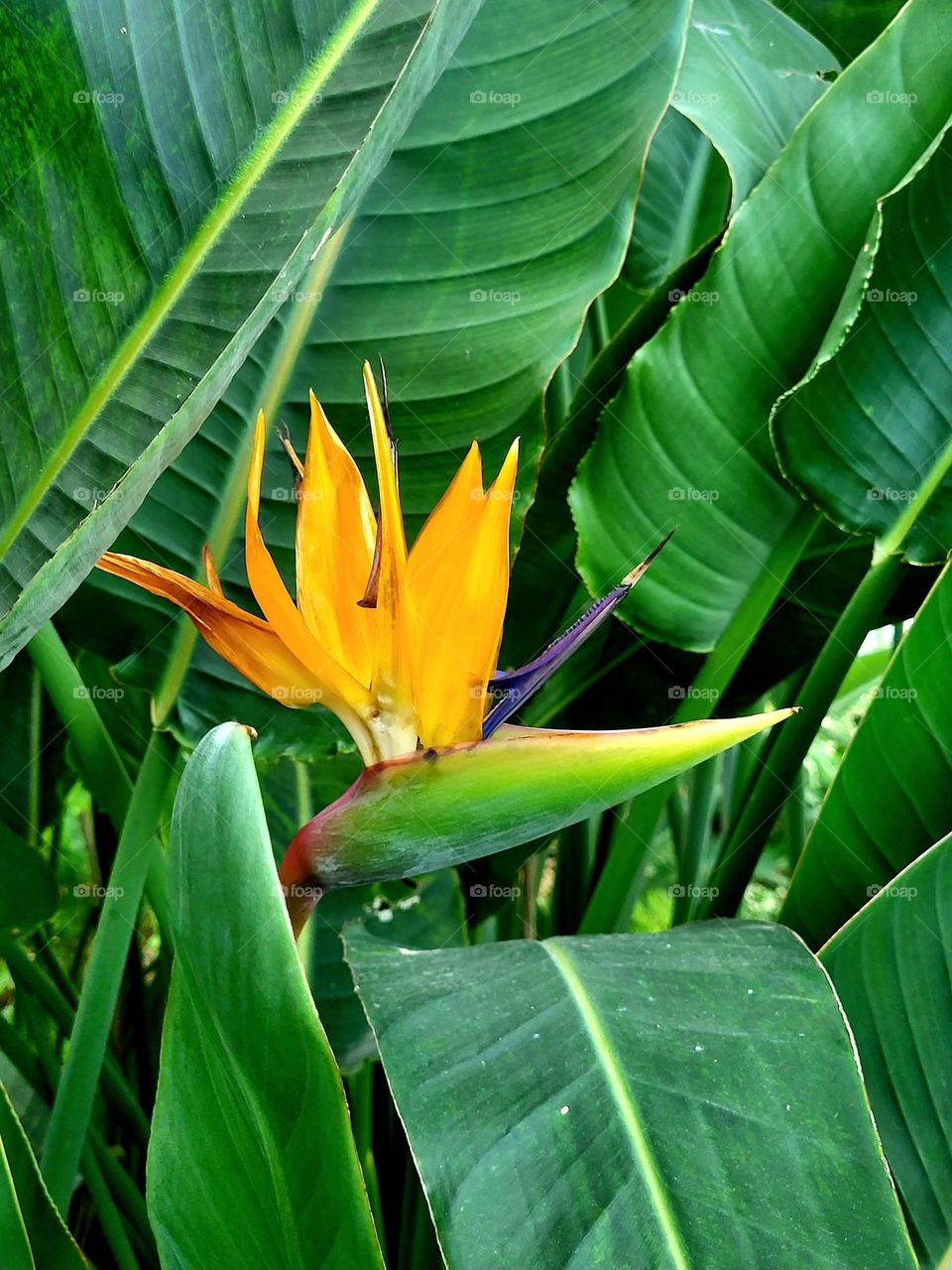 Schöne,  exotische Pflanze