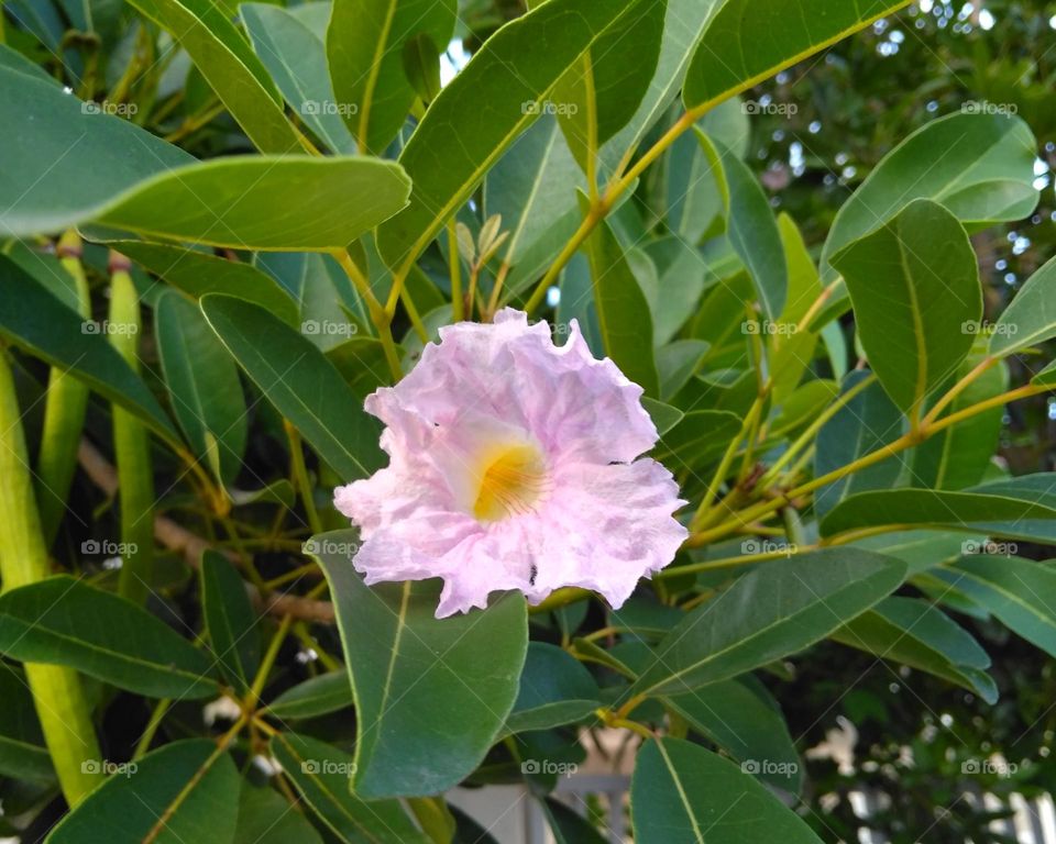 Pink flower on the park