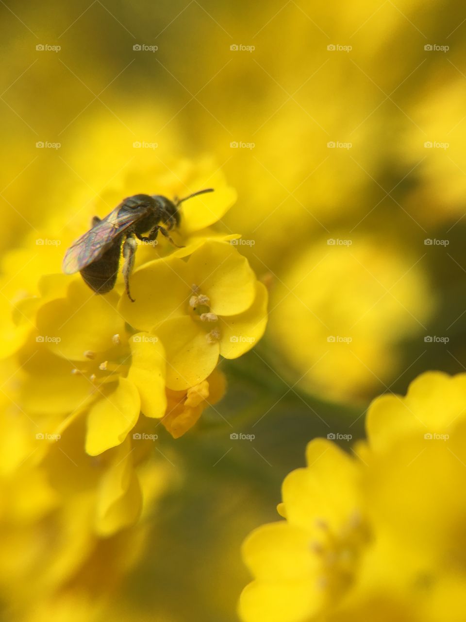 Tiny bee on tiny flowers