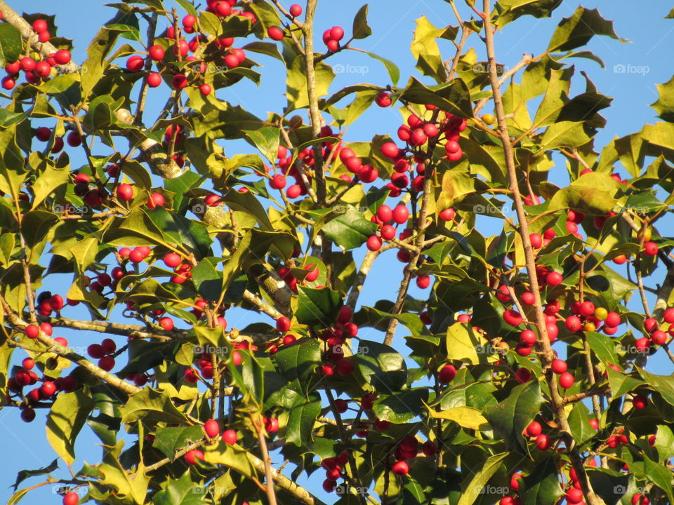 Holly berries