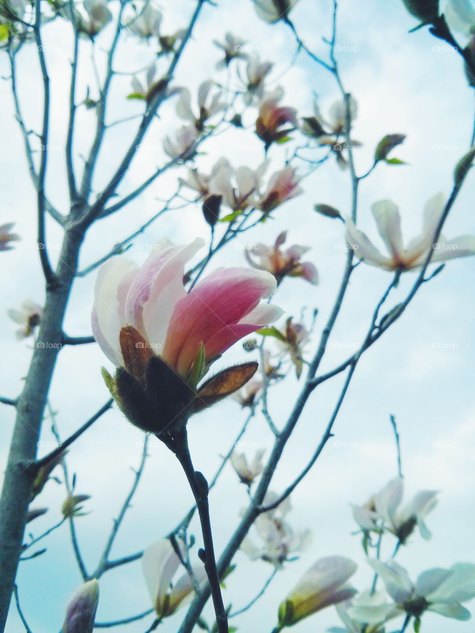 Magnolia blossom. Magnolia blossom on sky background