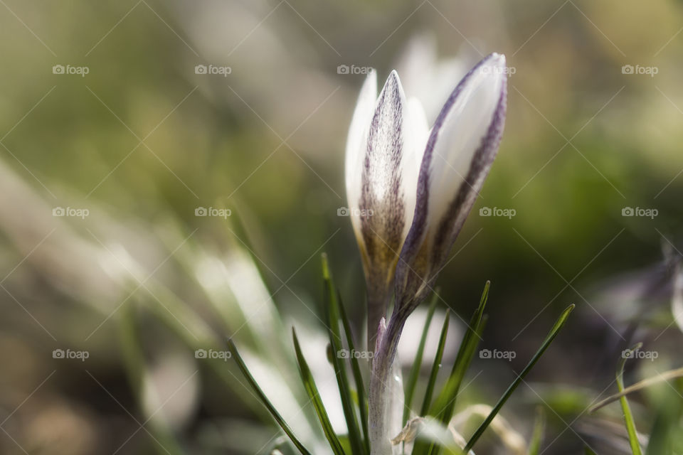 Crocus Alatavicus close up . beautiful spring background.  soft focus,  blurred background